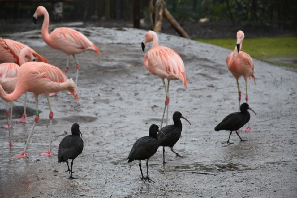 De puna-ibis met hun bruinpaarse veren. Op de achtergrond de Chileense flamingo’s van de dierentuin.  