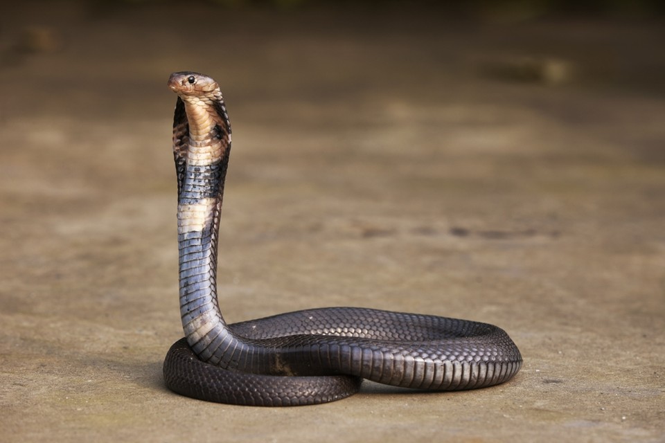 cobra - Google zoeken  King cobra snake, Cobra snake, King cobra