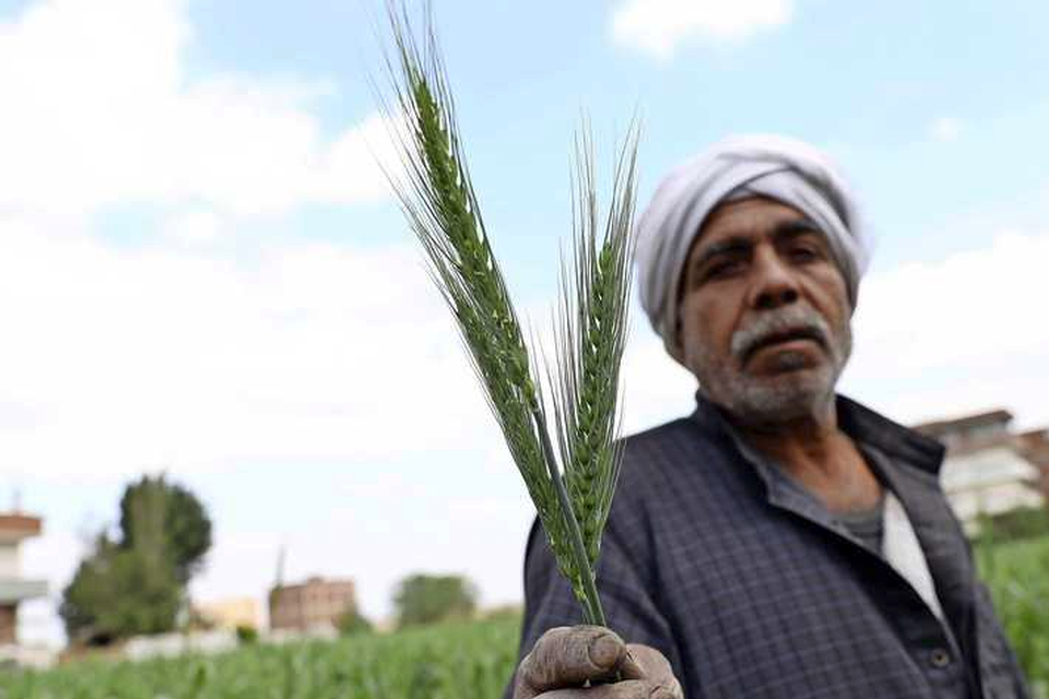 In Egypte wordt dit jaar meer tarwe geoogst, ook voor consumptie in eigen land. 