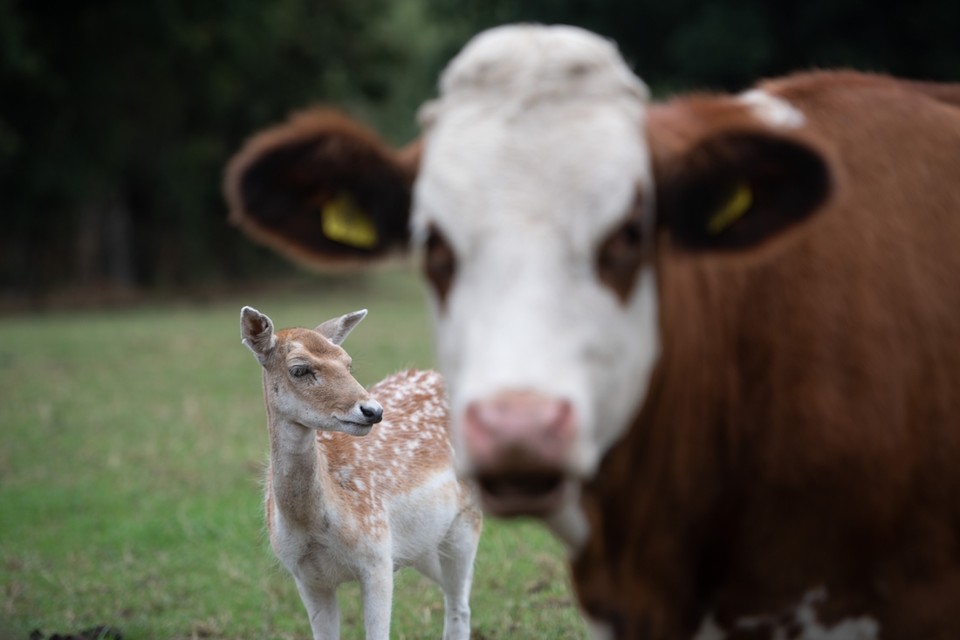 Een eenzaam damhert zoekt dagelijks gezelschap van een kudde koeien in een weiland nabij Geulle. 