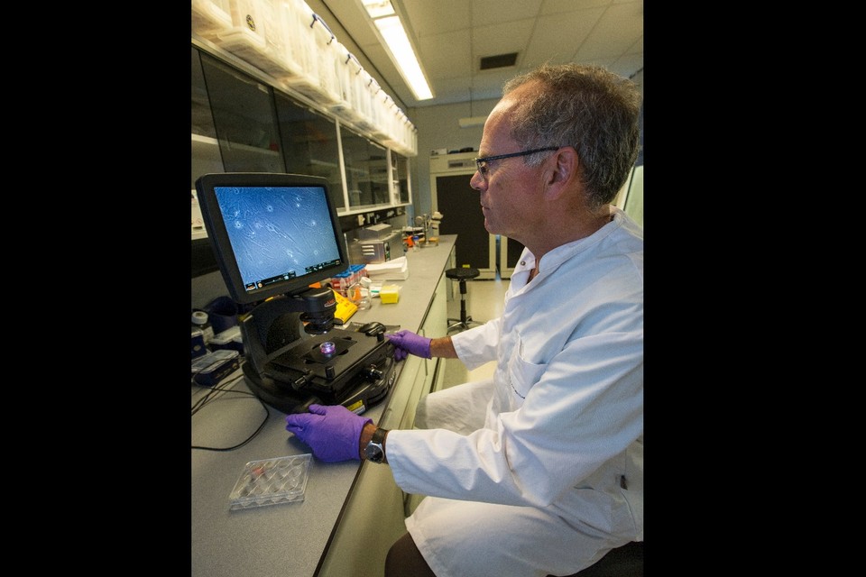 Mark Post, hoogleraar vasculaire fysiologie aan Universiteit Maastricht, bekijkt spiercellen onder een microscoop in het laboratorium
