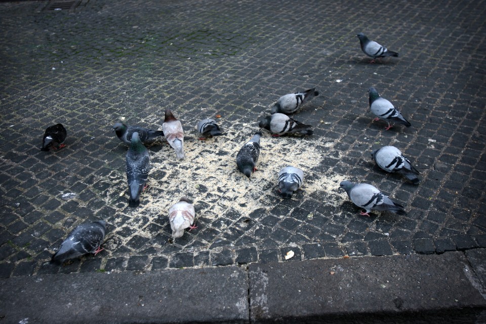 Via een ontheffing voor het eigen voederverbod wil de gemeente Heerlen duiven voeren met mais en een anticonceptiemiddel. 