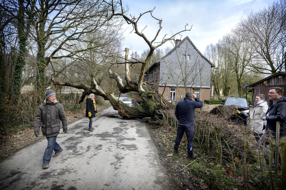 De oude kastanjeboom ligt op de Eikendermolenweg