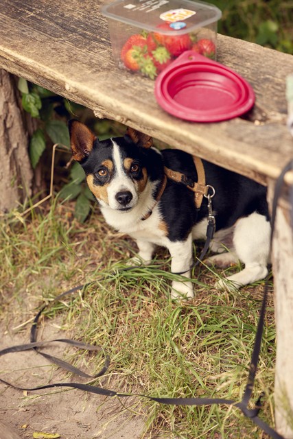 Jack Russell Joep.