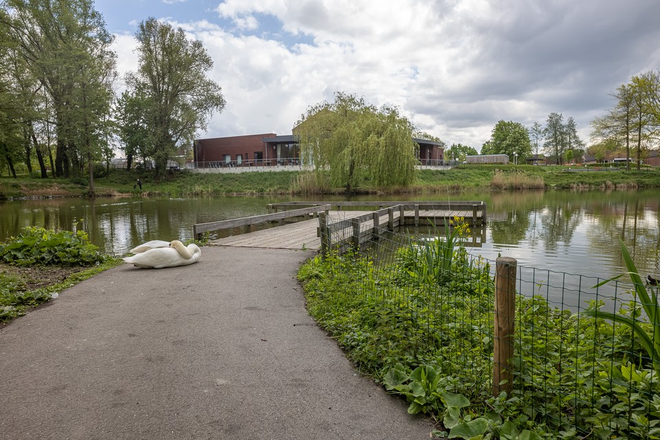 Een zwaan doet een dutje op een pad bij ’t Brook in Voerendaal. De overlast door ganzen lijkt daar afgenomen.  