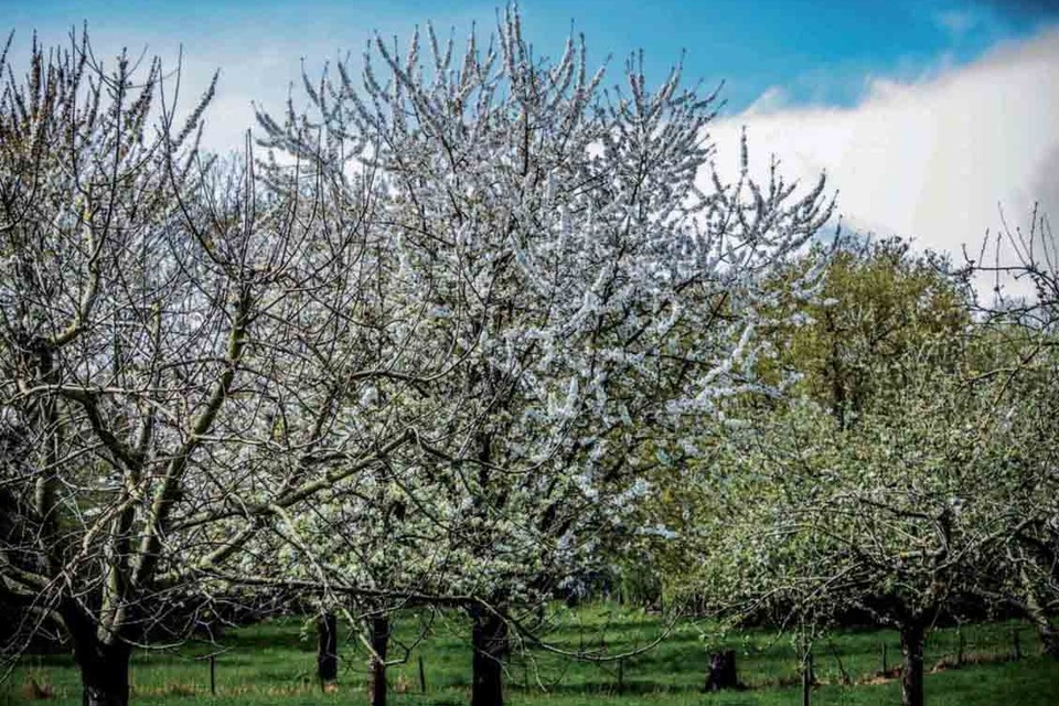 Fruitbomen in een weiland bij Roosteren. De laatste 200 jaar is het aantal bomen in de streek gedecimeerd. 