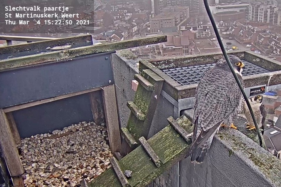 Dagelijks zijn weer slechtvalken te zien via de webcam bij het nest op de toren van de Sint Martinuskerk. 