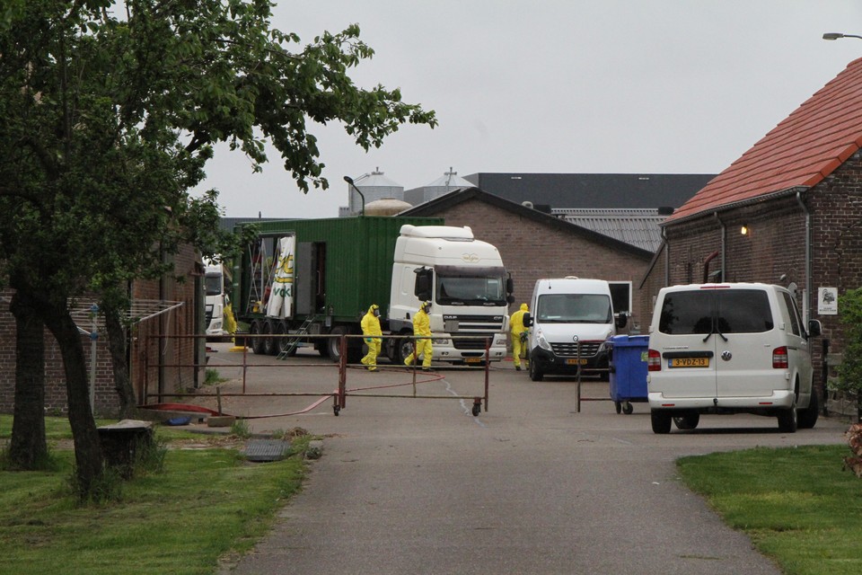 Het ruimen van kippen en kalkoenen in Weert is zondagmiddag afgerond. 