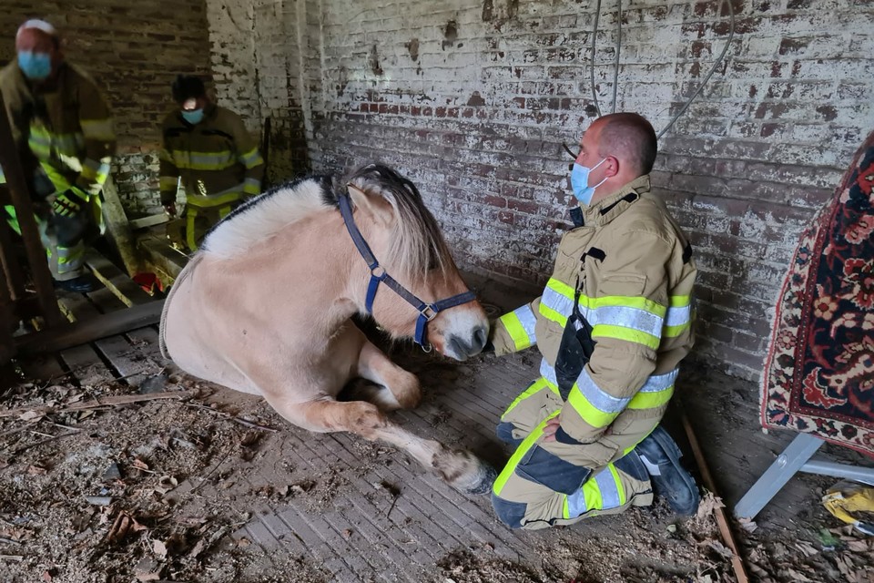 Brandweerlieden hielpen het paard zaterdagmorgen uit de put.  