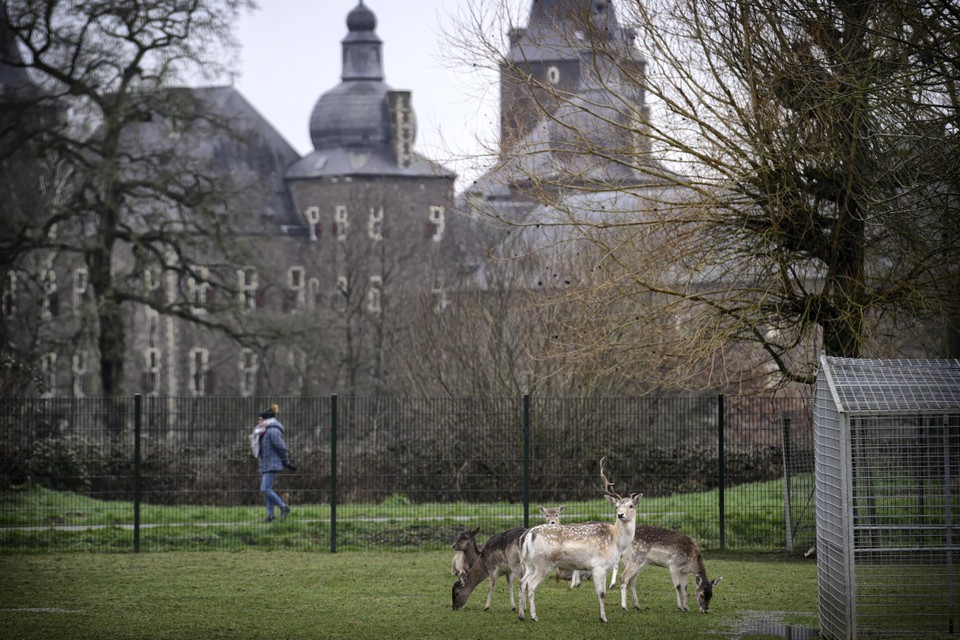 Het hertenkamp bij Kasteel Hoensbroek.