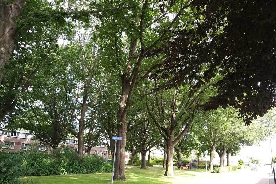 De gemeente wil een deel van het groen in de Sittardse wijk Limbrichterveld vervangen door gras. 