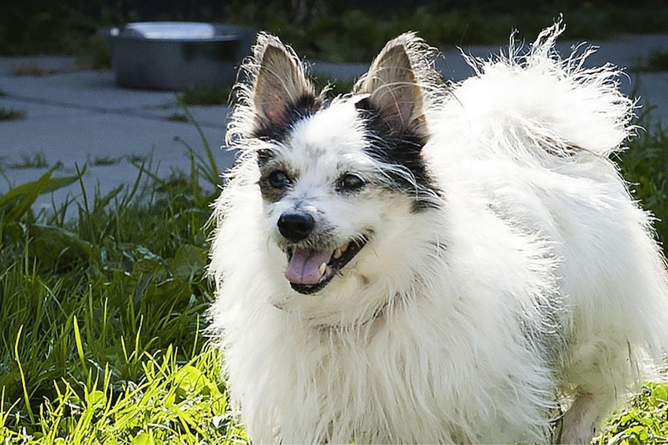Er is steeds meer behoefte aan een opvang- en uitlaatservice voor honden. 