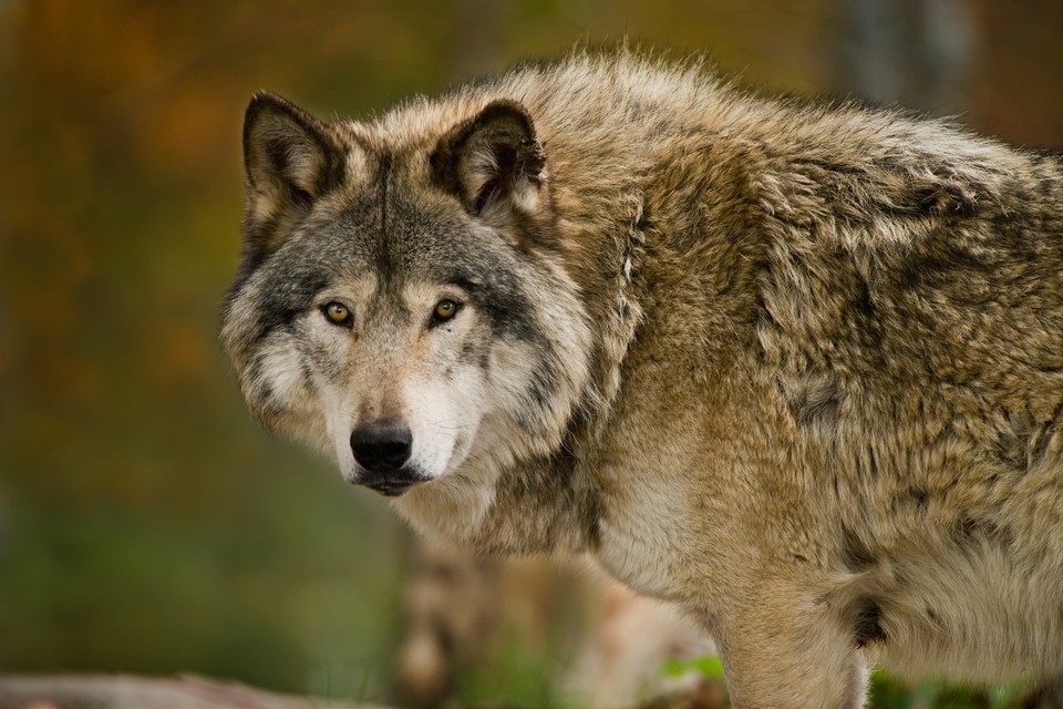 Het aantal wolventerritoria in ons land blijft toenemen. Er zit nu al langere tijd een wolf op de Strabrechtse Heide onder Eindhoven. 