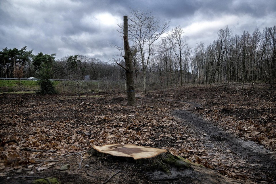 Er staat weinig meer overeind van het stuk bos langs de Buitenring in Landgraaf.