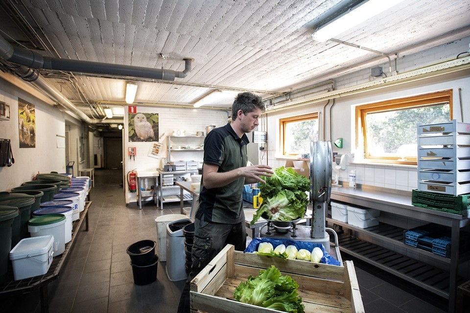 Dierenverzorger Dennis Hofland aan het werk in de keuken van GaiaZOO waar het voer wordt geprepareerd. 