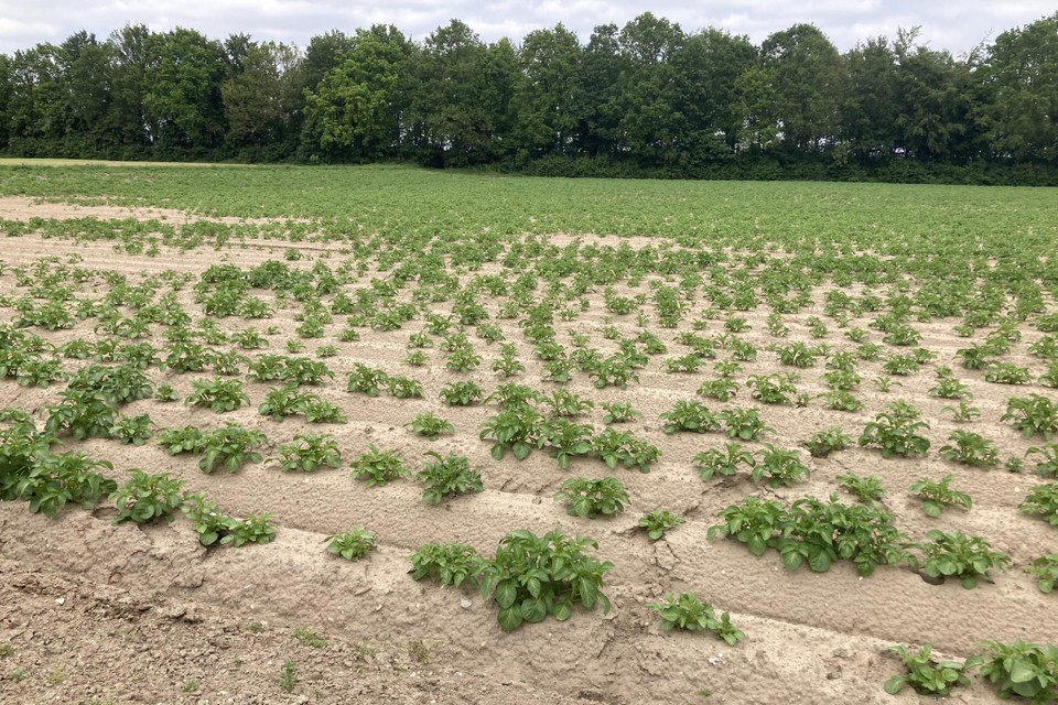 Nu is dit nog een aardappelveld nabij de Willem-Alexanderlaan in Posterholt, binnenkort staan er twaalf huisjes voor starters, statushouders en vluchtelingen uit Oekraïne.