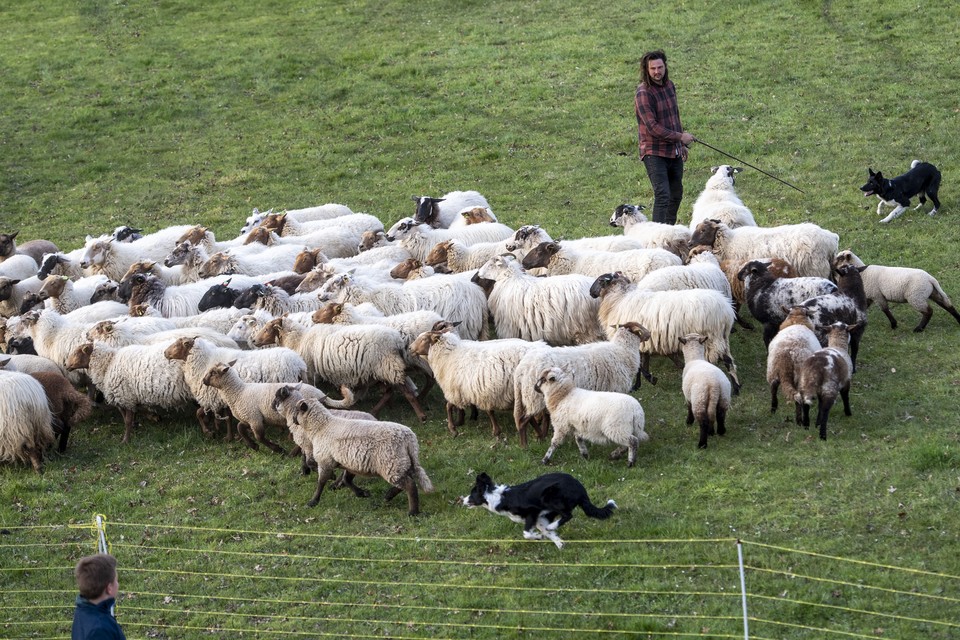 Schaapsherder Elno Jongen met zijn honden bij de schapen en lammetjes aan de Luxemburghof, in de buurt van de Wehrerweg   