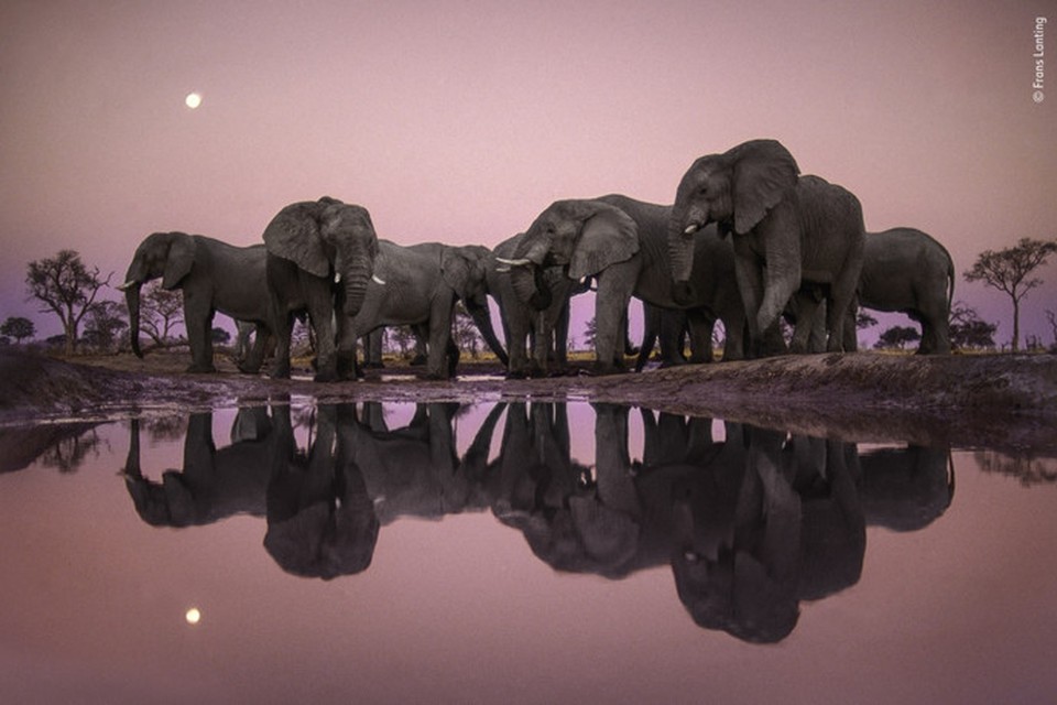Op een avond in Botswana, waadde fotograaf Frans Lanting in een watergat om een glinsterende weerspiegeling op te vangen van een verzameling olifanten in de schemering, met een volle maan aan een stralende roze hemel.
