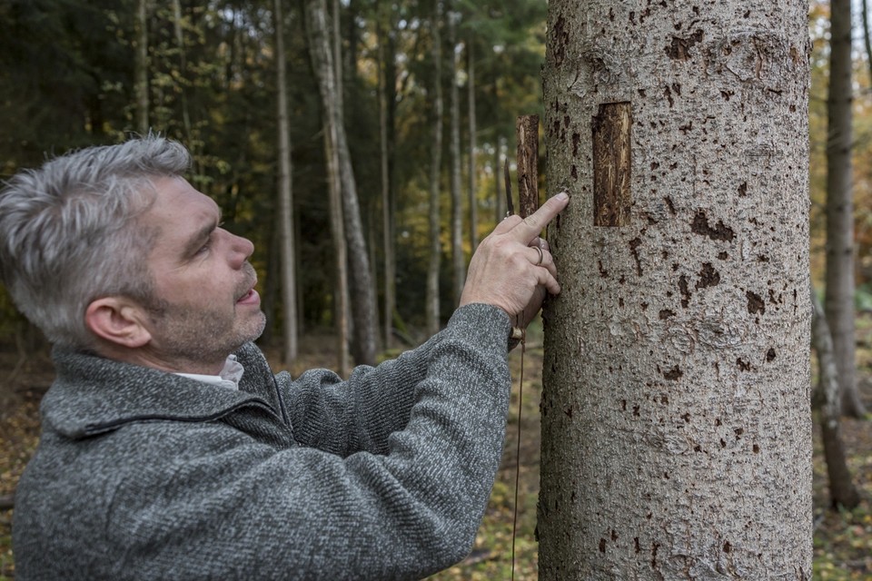 Boswachter Michel Cabbolet van Staatsbosbeheer toont de letterzetter in het Vijlenerbos. 