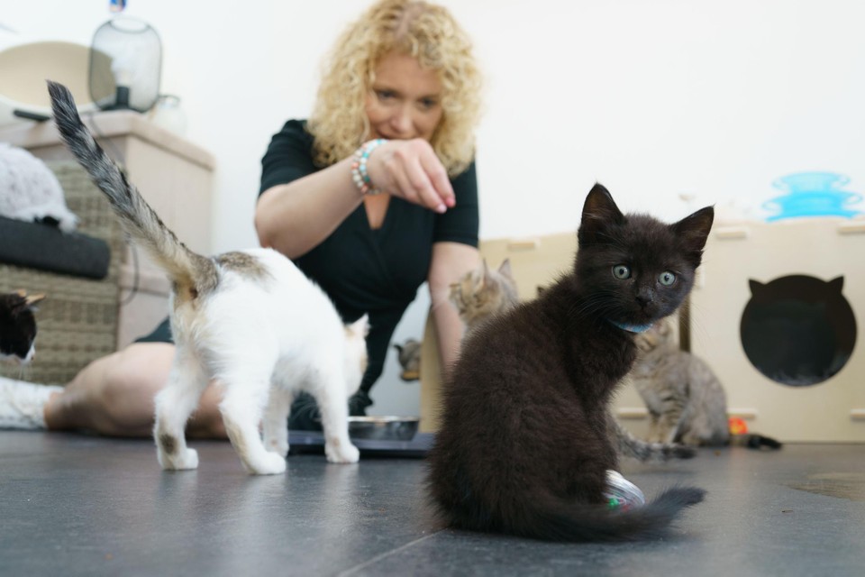 Gastouder Renate Ummels, omringd door de zes kittens die ze nu verzorgt. 
