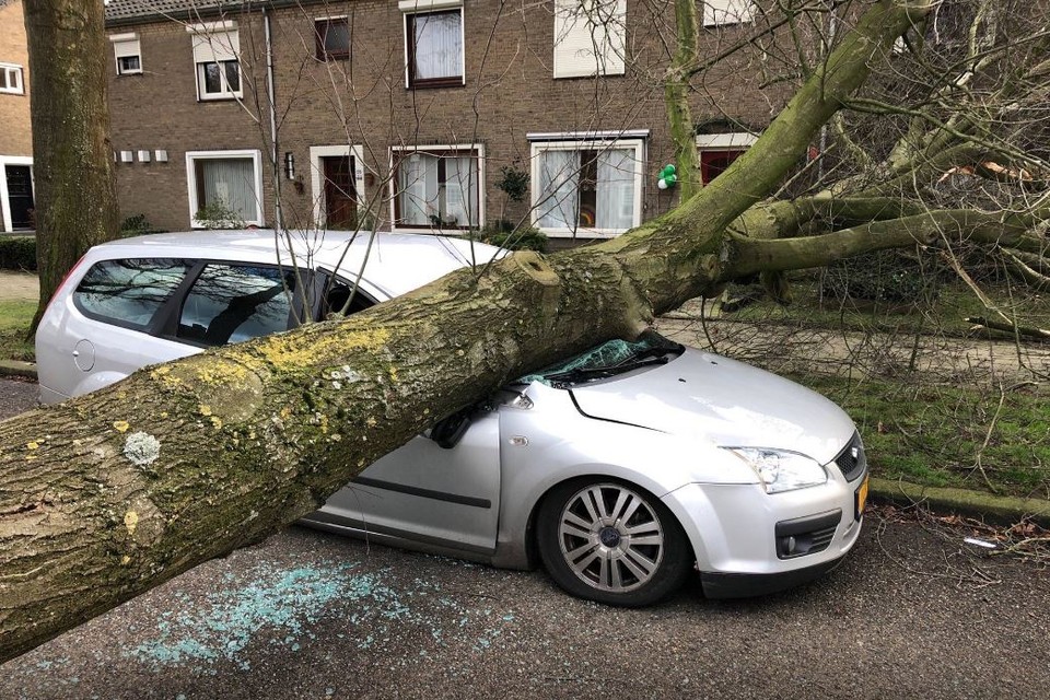 Op de Limburglaan viel een grote boom tegen een woning. Ook een auto die geparkeerd stond moest het ontgelden. 