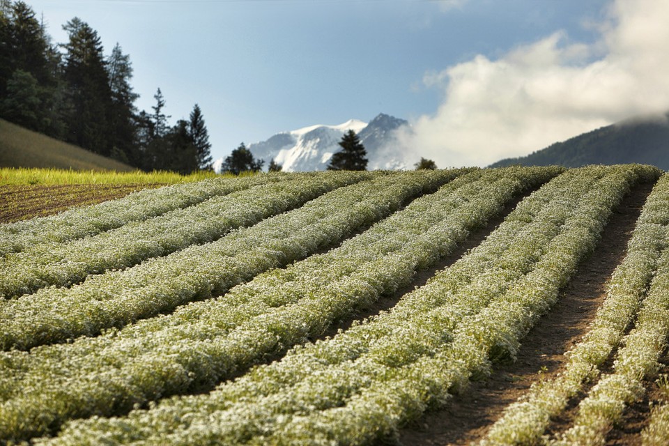 De edelweissfarm van DSM in Zwitserland. 