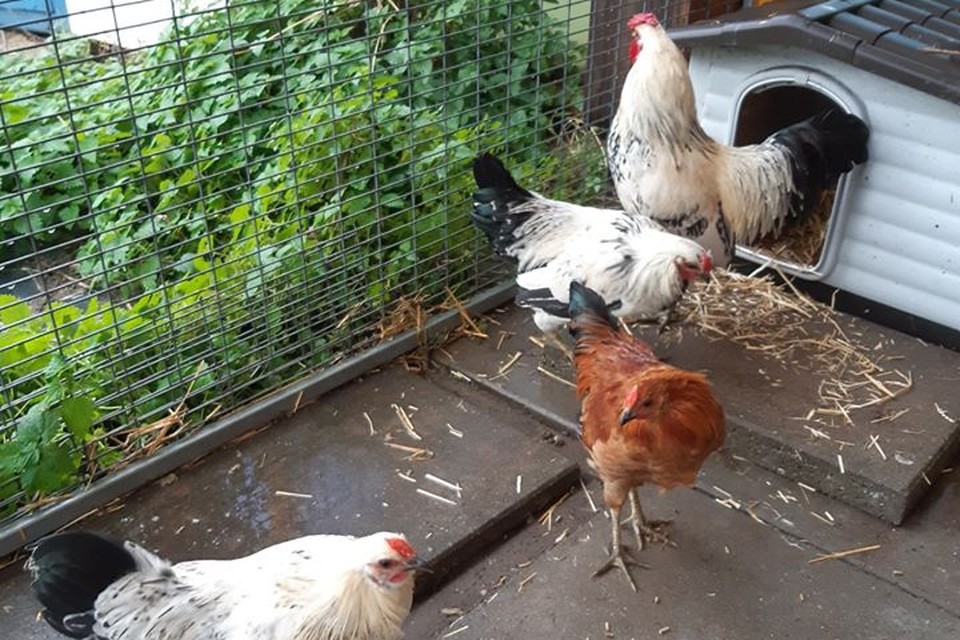 De vier hanen kunnen bij Dierenbeschermingscentrum Born bekomen van de schrik. 