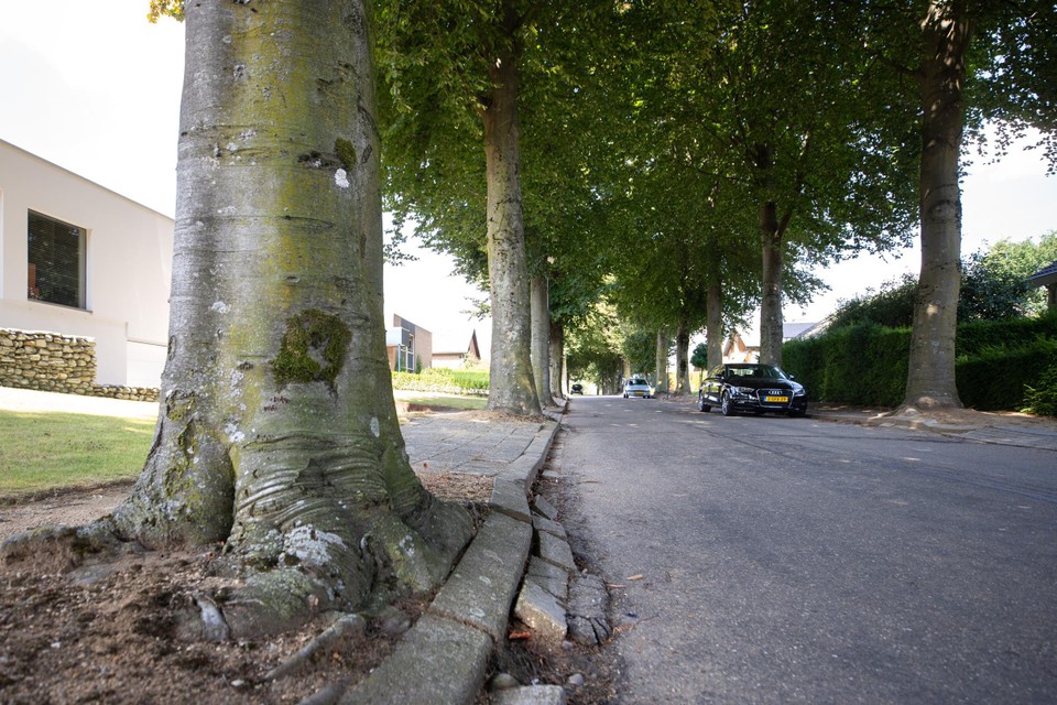De gemeente wil bomen aan de Vredeslaan in Limbricht vervangen. 