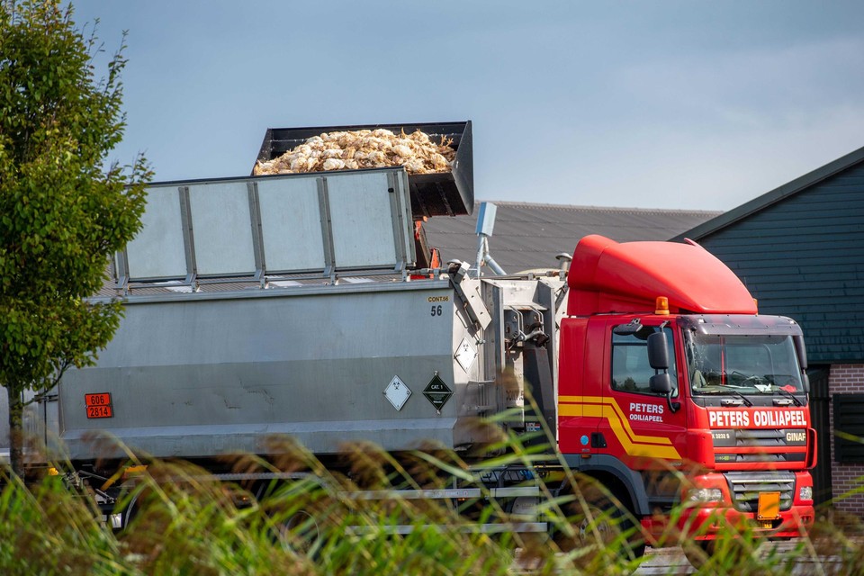 Bij een pluimveebedrijf in Nieuw-Weerdinge in Drenthe zijn ruim 200.000 kippen gedood omdat daar vogelgriep was vastgesteld.  