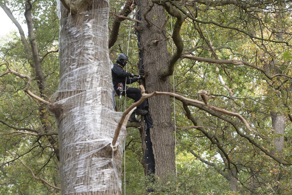Actiegroep Sterrebos haalt folie van ingepakte bomen in clandestiene actie. 