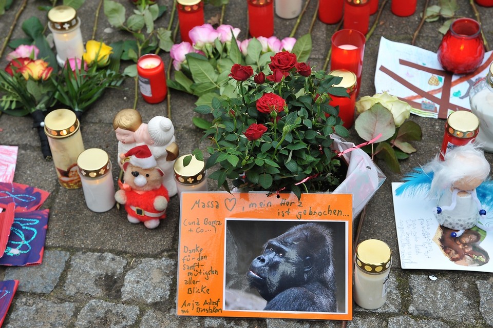 Bij de dierentuin in Krefeld wordt sinds nieuwjaarsdag gerouwd om de omgekomen apen. 