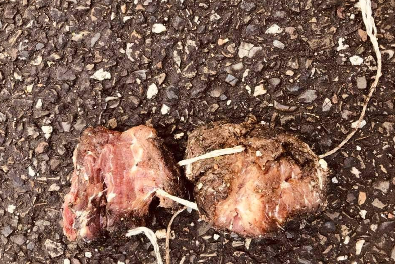 Ongewapend Gezondheid verdwijnen Onrust bij hondenbezitters door verdachte stukjes vlees in S... - De  Limburger Mobile