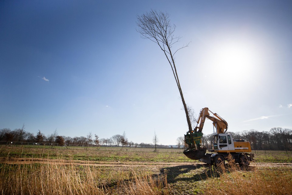 De verplaatsing van een van de 65 bomen uit het Sterrebos naar de nieuwe locatie. 