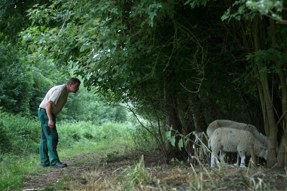 Guido Puts kijkt een dag na het verlies van drie schapen hoe het met zijn kudde gaat. 