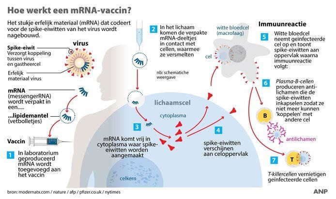 Hoe werkt een mRNA-vaccin? 