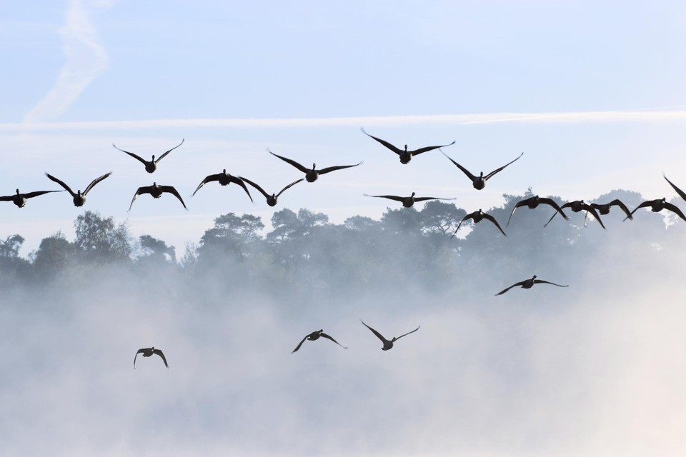 Ook trekvogels, zoals wilde ganzen, kunnen de ziekte verspreiden.  