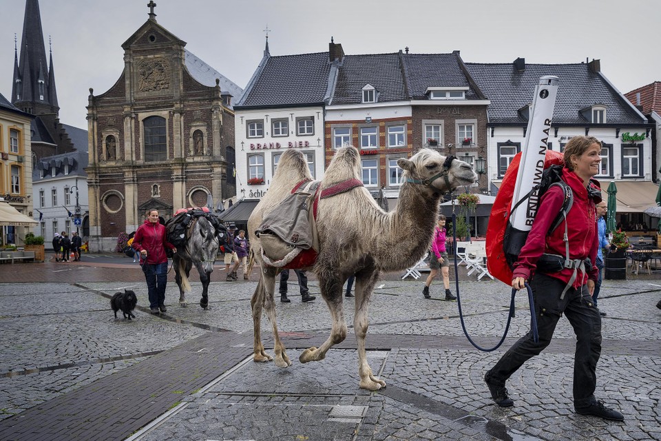 Tamar Valkenier met kameel Einstein bij de aankomst op de Markt in Sittard. 