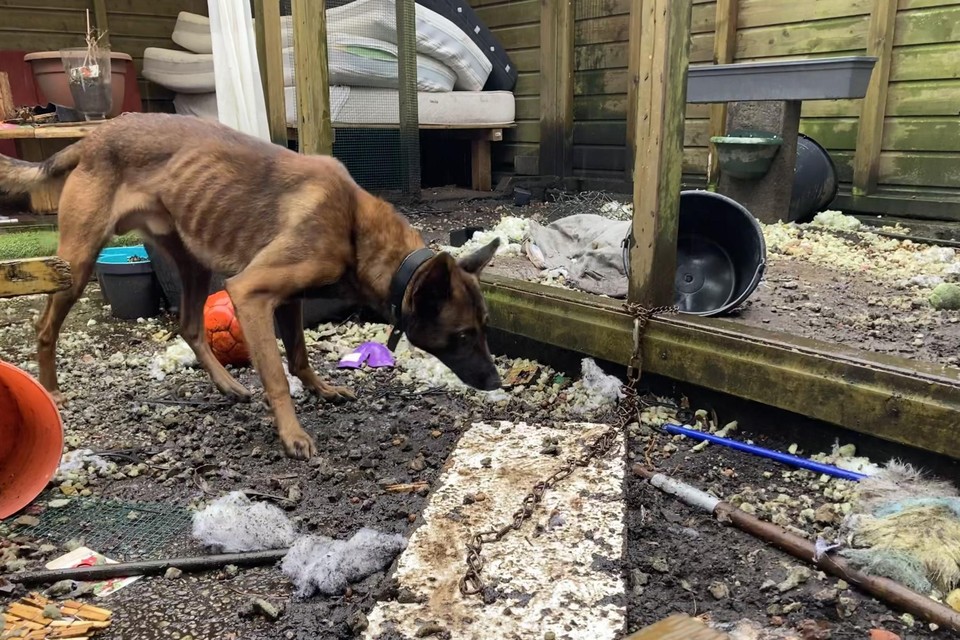 De vermagerde Mechelse herder in Nederweert.