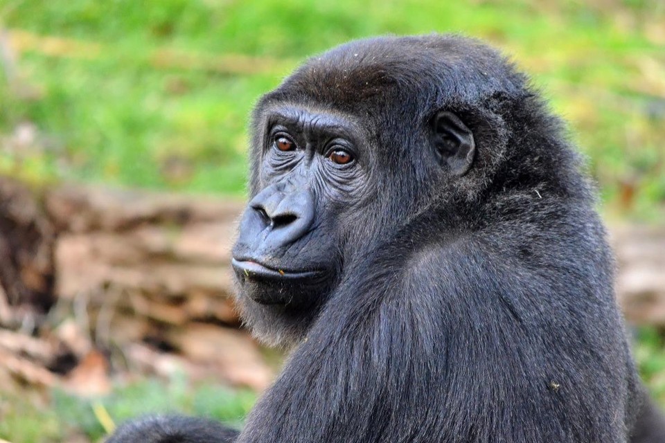 Gorilla Sangha verbleef sinds 2006 in GaiaZOO. 