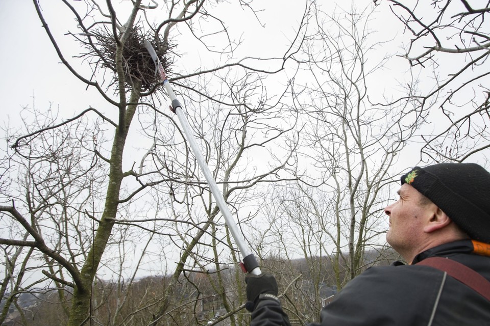 De afgelopen jaren werden voor het broedseizoen nesten van roeken uit hoge bomen verwijderd, zoals hier op de Sittardse Dr. Nolenslaan. 