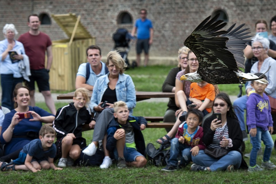 Een Amerikaanse zeearend tijdens de roofvogelshow bij kasteel Hoensbroek. 