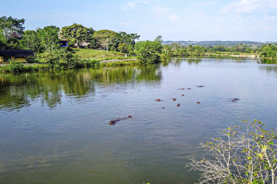 Nijlpaarden in het meer bij de vroegere hacienda van Pablo Escobar. 