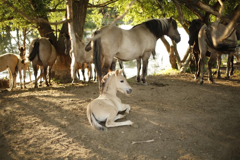 Gezinsuitbreiding bij konikpaarden in De Maasvallei vergt extra alertheid bij bezoekers.