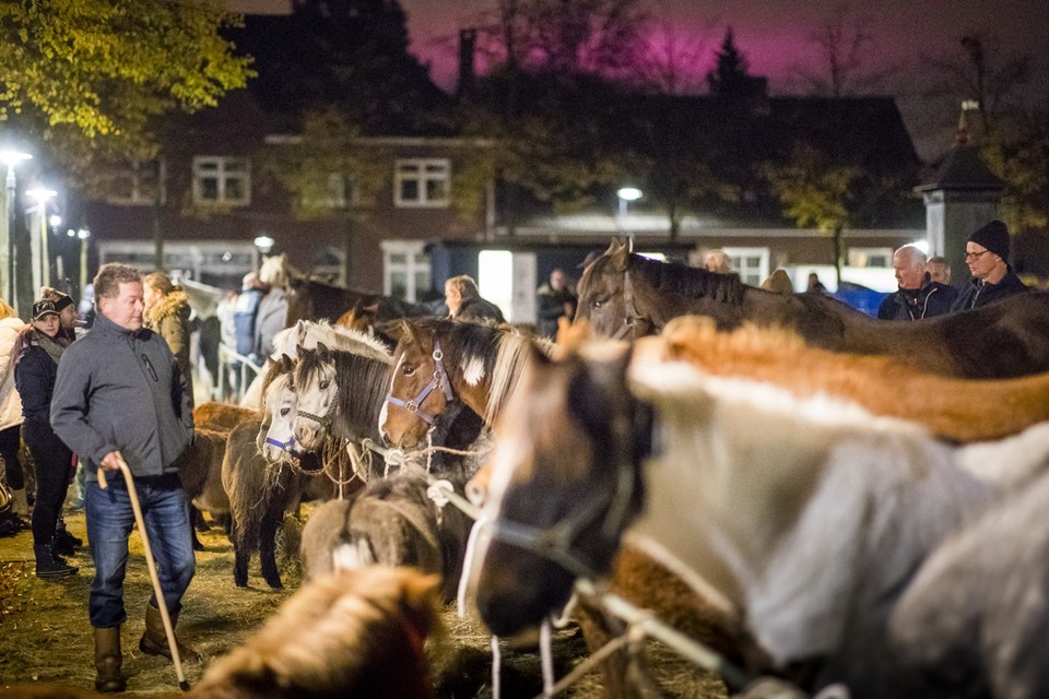 De paardenmarkt in Lottum is maandagmorgen in alle vroegte van start gegaan. 