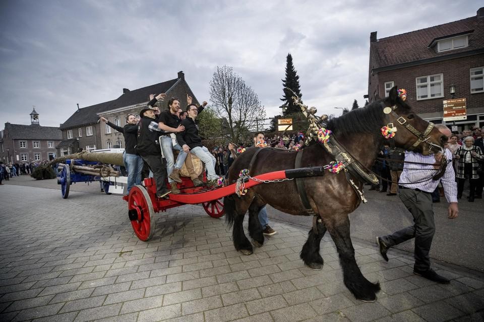 De vrijgezellen van het dorp kappen een zo hoog mogelijke boom die naast de kerk wordt neergezet.