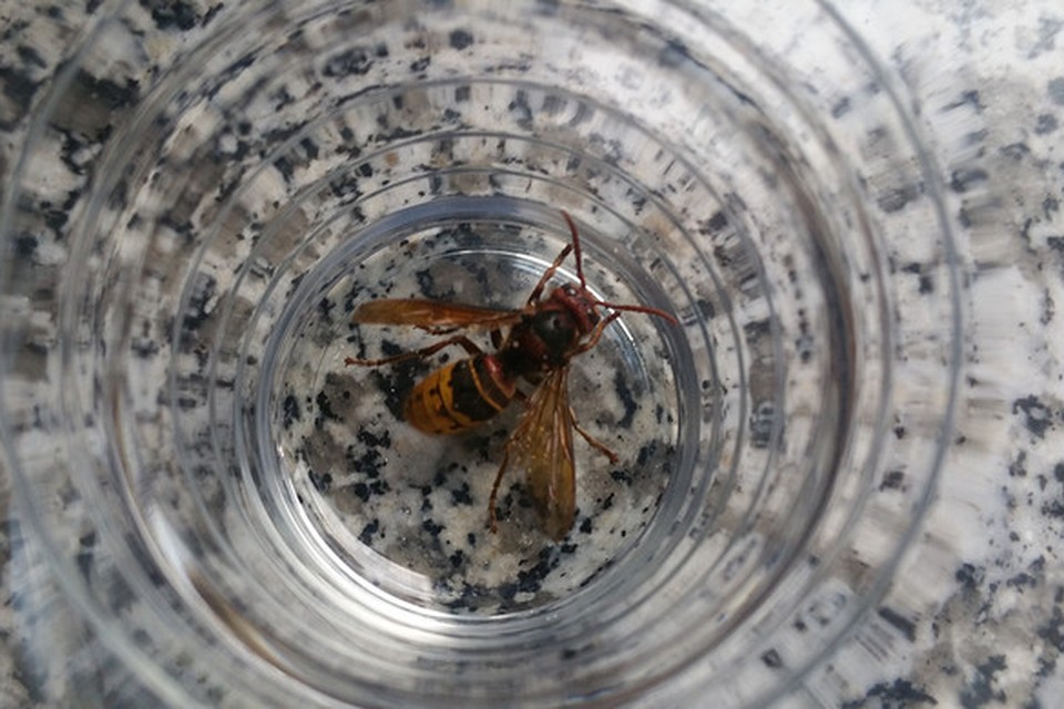 Een hoornaar in een glas.