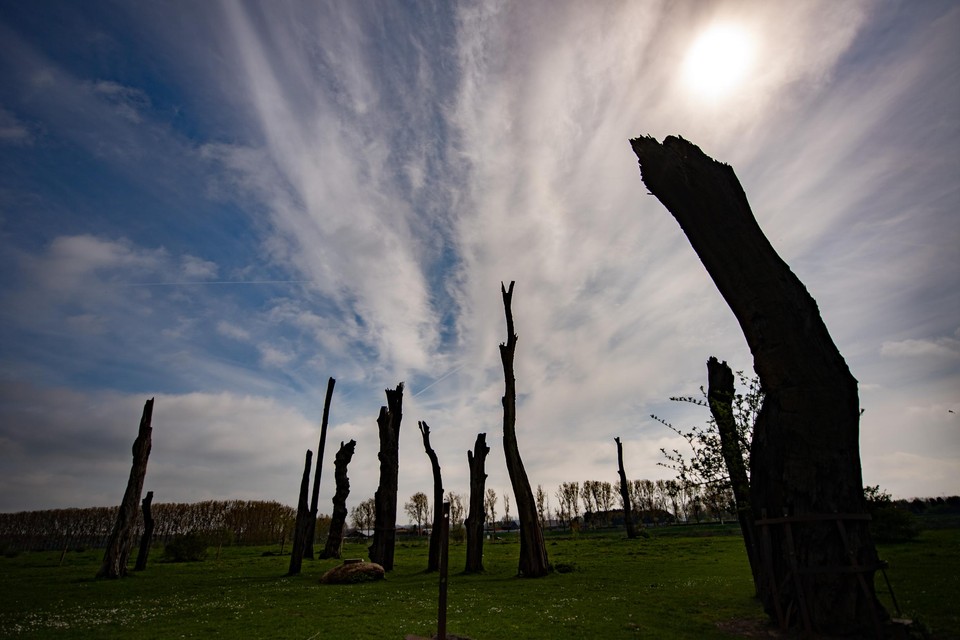 Bomenmonument Woodhenge aan de Maas bij Meers.