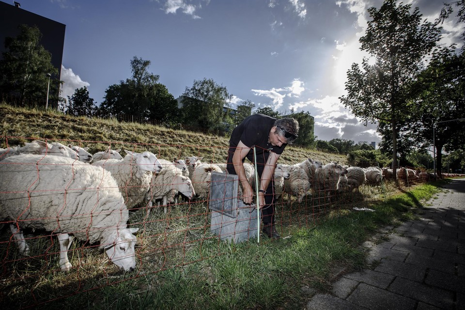 Stadsherder Paul Silkens repareert zaterdagavond de stroom die op het hek voor de schapen staat. 
