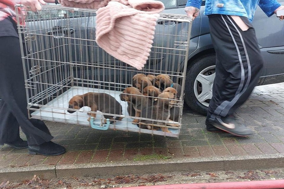 De puppy’s worden in een kooi weggedragen. 