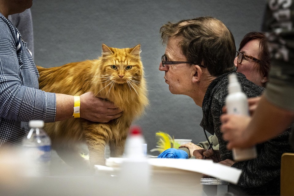 Een raskat wordt gekeurd door een van de twaalf keurmeesters. 